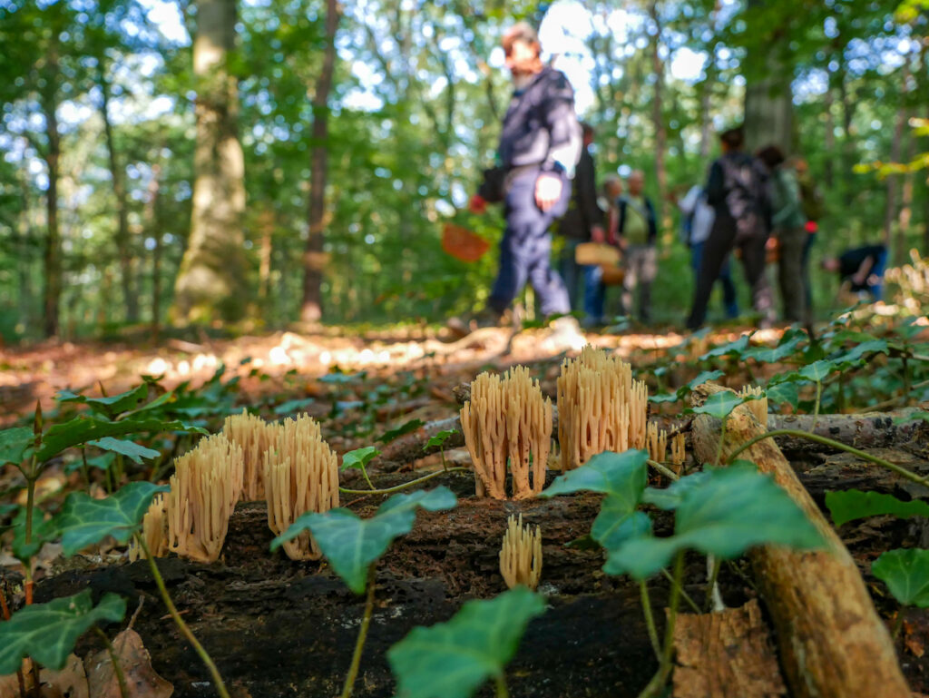 Pilze sammeln in Köln und Umgebung – Beste Plätze, Tipps & Karte 2025