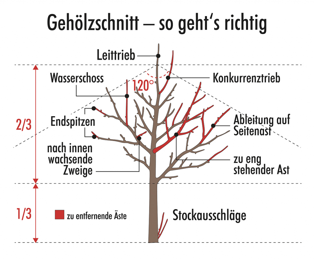So schneiden Sie Apfelbäume richtig – für eine reiche Ernte jedes Jahr