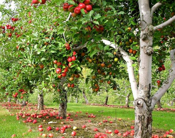 So schneiden Sie Apfelbäume richtig – für eine reiche Ernte jedes Jahr