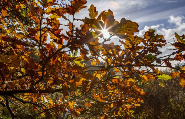 „Martini-Sommer“ in Deutschland: Der November überrascht mit einer Wärmewelle