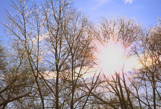 So machen Sie Ihren Garten winterfest: einfache Schritte zum Schutz Ihrer Pflanzen vor Kälte