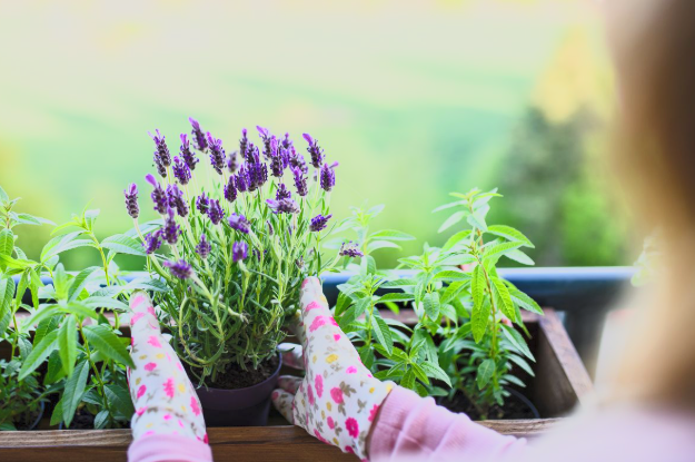 So machen Sie Ihren Garten winterfest: einfache Schritte zum Schutz Ihrer Pflanzen vor Kälte