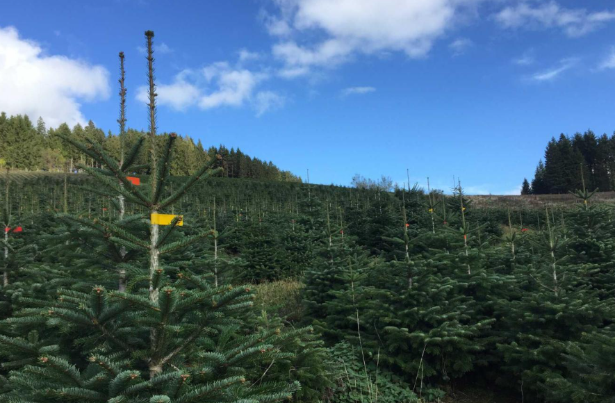 In Europa werden echte Weihnachtsbäume teurer: Welche Faktoren die Preise dieses Jahres beeinflussen