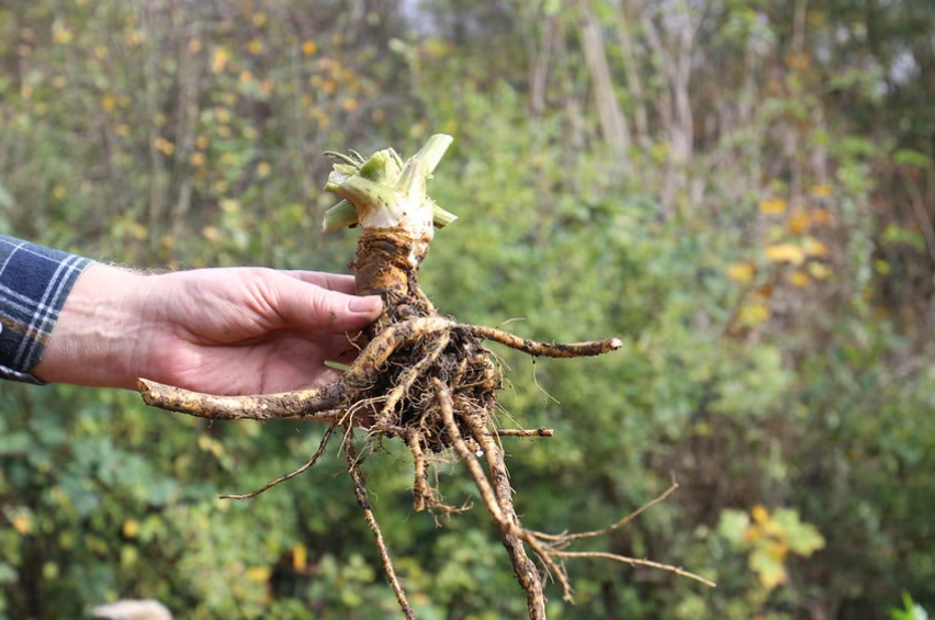 Aussaatkalender November 2025 – Günstige Pflanztage für Gemüse, Kräuter, Obst und Blumen