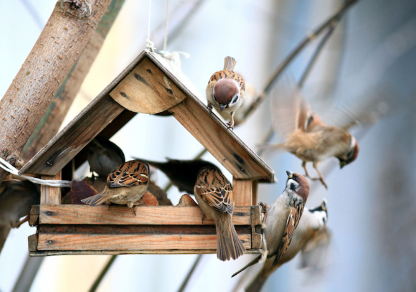 Gartenkalender Dezember: Wichtigste Arbeiten, Pflegetipps & Winterschutz im Überblick