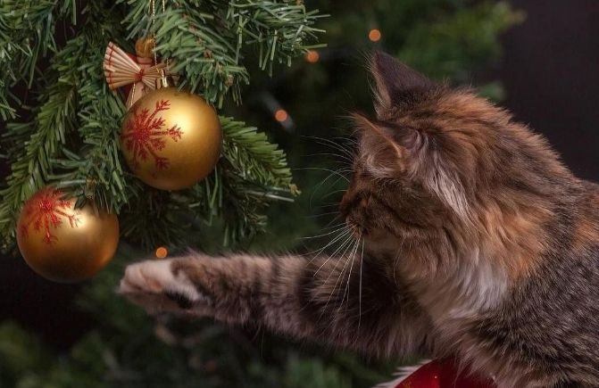 Weihnachtsbaum: Wann Deutsche ihn entsorgen – Zahlen, Traditionen und Risiken